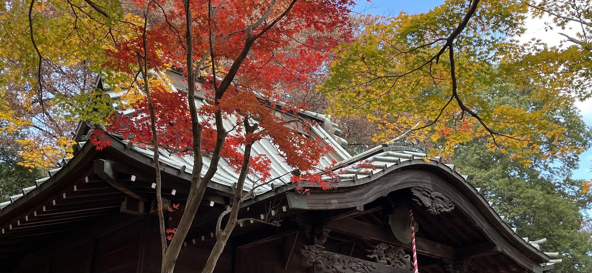 Green, red and gold Japanese maple leaves against the dark curving wood and tile roof of a temple building.
