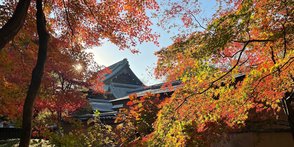 The leaves of two Japanese maples fill in the left and right side, framing the peaked roof of the temple in the centre, and the blue sky beyond. The low late afternoon sun peeks through the leaves on the left which are mostly red, while the leaves on the branch to the right still have a lot of green, but are fringed with red as well.