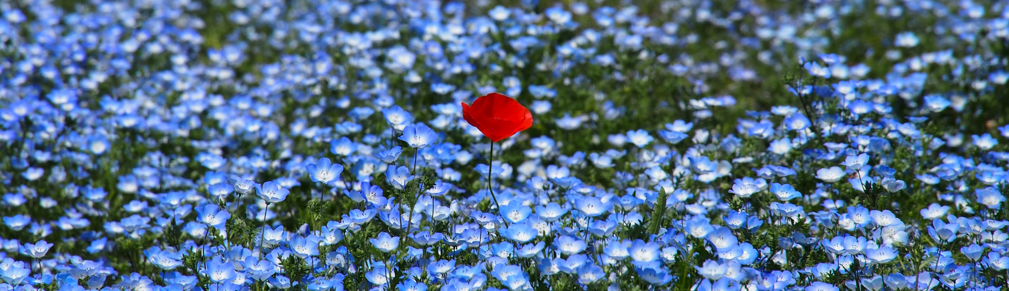 A single red poppy in a field of blue and white nemophila.