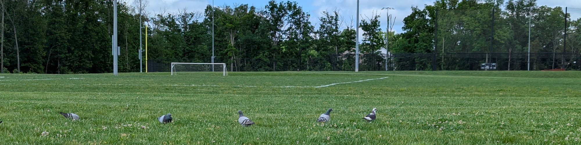 Five pigeons standing in a row on a grassy athletic field.