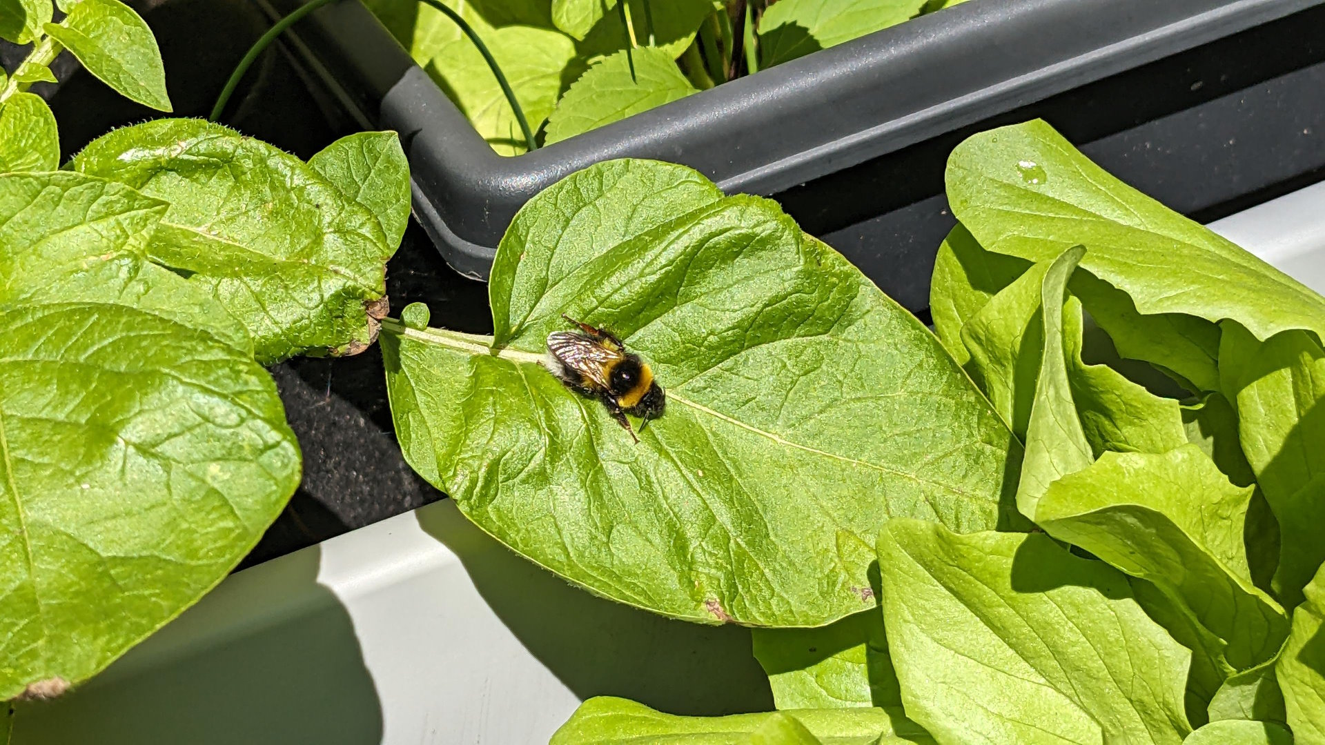 A bumblebee sitting on a wide, green leaf from a potato plant. Around the leaf are other leaves from the potato plant and leaves from a lettuce plant.
