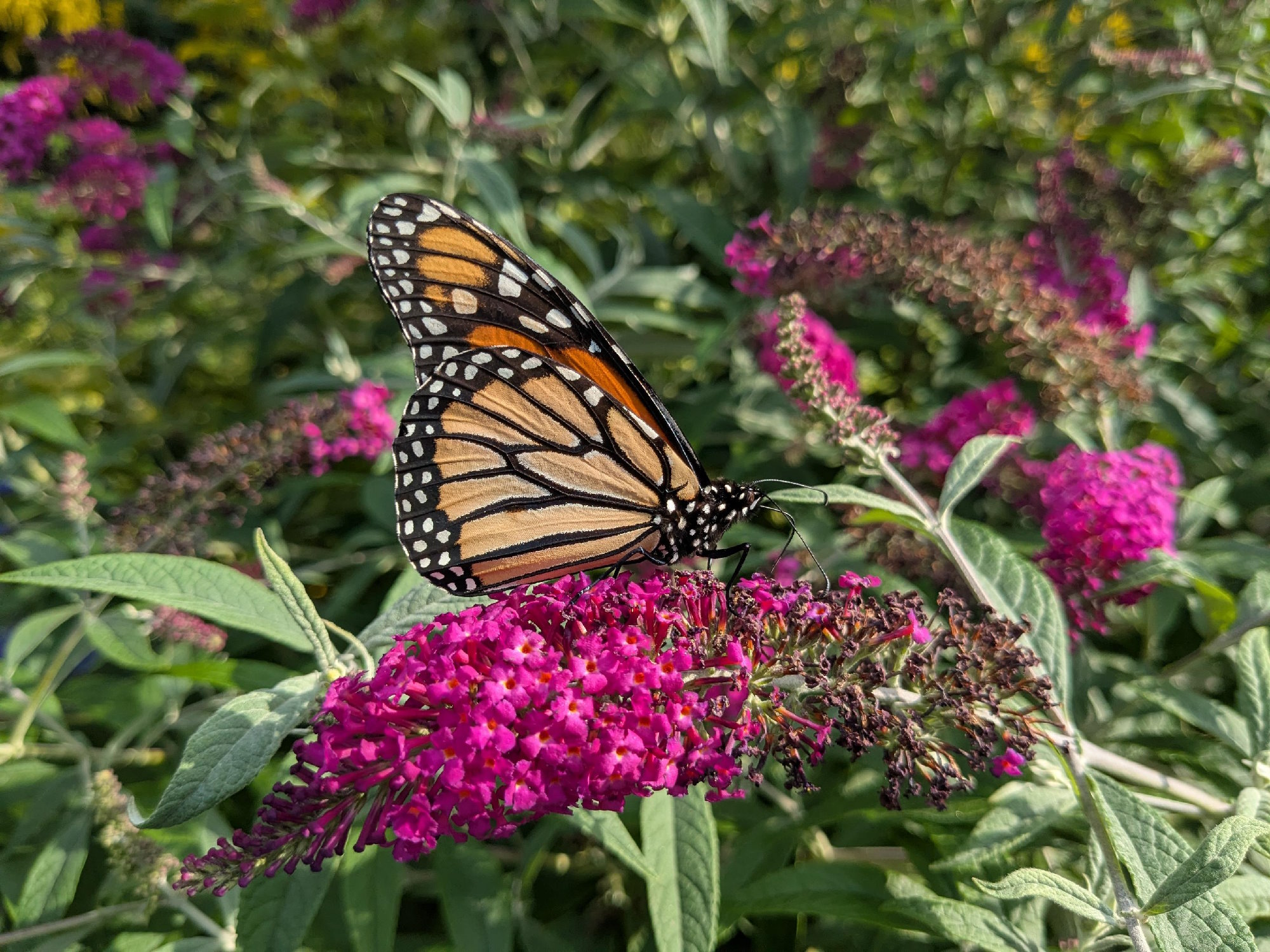 A butterfly sits on a stalk of flowers. The butterfly has orange wings with black and white markings, and a large black body with white polka dots. The flowers are small and magenta.