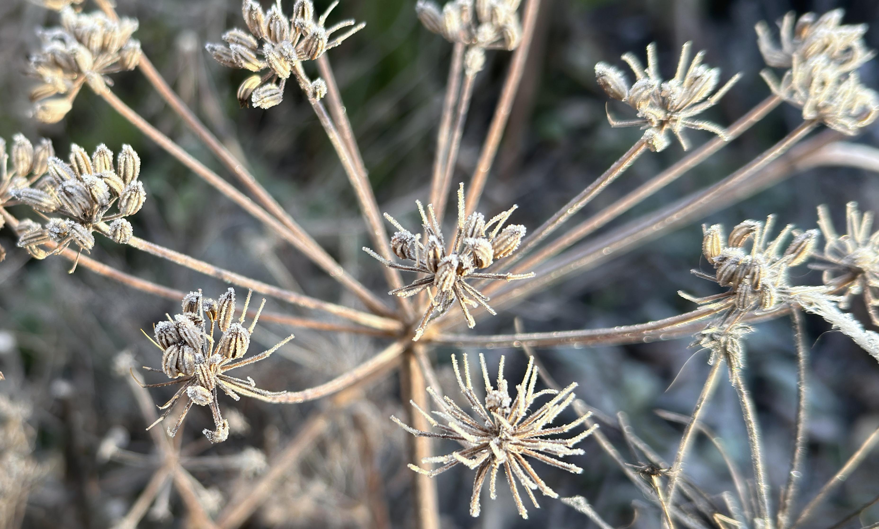 a close-up from above on the open umbrella structure of a now dry and frozen fennel flowerhead. there are tiny frost crystals on each of the seeds.