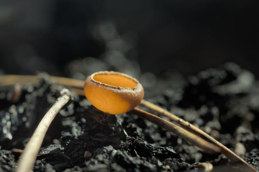 A solitary cup mushroom on charred ground. Three pine needles are beside it. The mushroom is no larger than a pea, and has a slight rim around its opening.
